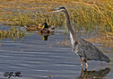 Ardea herodias